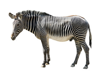 Fototapeta na wymiar male zebra isolated on white