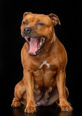 English Staffordshire Bull Terrier Dog  Isolated  on Black Background in studio