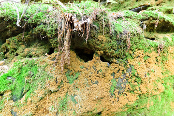 Bunter Felsen, Moos, Elbsandstein Gebirge