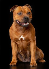 English Staffordshire Bull Terrier Dog  Isolated  on Black Background in studio