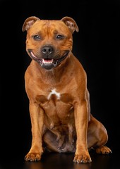 English Staffordshire Bull Terrier Dog  Isolated  on Black Background in studio