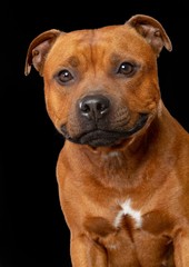 English Staffordshire Bull Terrier Dog  Isolated  on Black Background in studio
