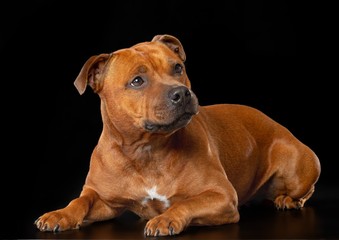 English Staffordshire Bull Terrier Dog  Isolated  on Black Background in studio