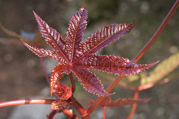 Roter Hibiskus © StefanKunze