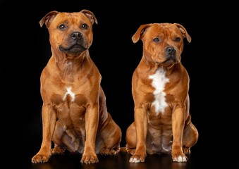 English Staffordshire Bull Terrier Dog  Isolated  on Black Background in studio