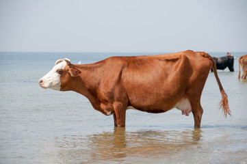 Cow walking on the luxury white sand beach