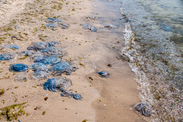 Giant blue jellyfish washed up on Welsh beach.