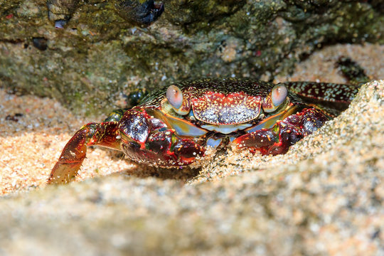 Beautiful crab on the shore on the touristic beach of the tropical island Puerto Rico