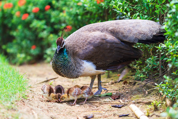 Fototapeta premium The Indian peafowl (Pavo cristatus) with cute newborn chicks