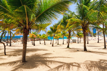 Beautiful tropical palm trees at popular touristic Condado beach in San Juan, Puerto Rico
