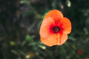 Fototapeta premium Coquelicot