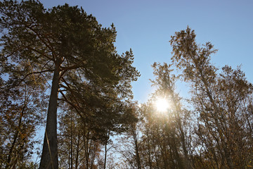 Yagry in Severodvinsk. Unique pine forest. white sea coast