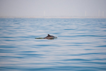 Fototapeta premium Dolphin, swimming in the ocean. Dolphin swim and jumping from the water. The Long-beaked common dolphin scientific name: Delphinus capensis in atlantic ocean.