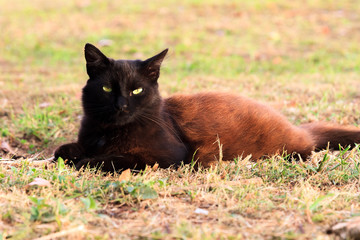 Cat at the cat shelter in San Juan, Puerto Rico, in the afternoon sun
