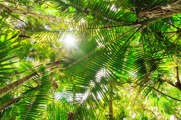 Naklejka na ściany i meble Sun shining through the canopy in the Puerto Rican jungle 