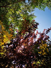 Autumn beauty in Nature branch change day forest Green color