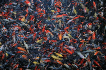koi fish abstract art