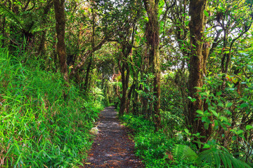 Beautiful jungle path through the jungle of the El Yunque national forest in Puerto Rico