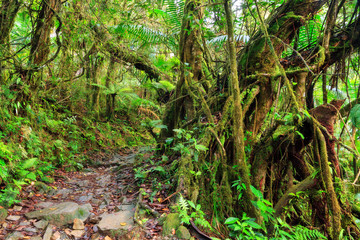 Beautiful jungle path through the jungle of the El Yunque national forest in Puerto Rico