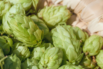 Cones of hops in a basket for making natural fresh beer, concept of brewing
