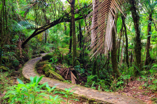 Beautiful jungle path through the jungle of the El Yunque national forest in Puerto Rico