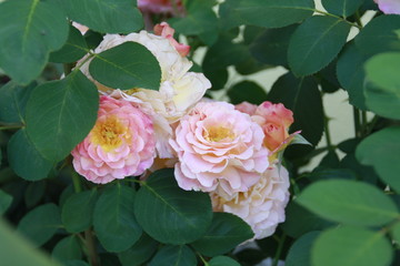 rosafarbene rose blüten