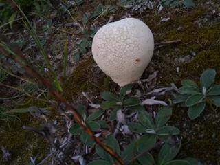 white mushroom in grass