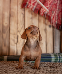 Puppy dachshund of brown color stands on a coverlet with a pattern next to a wicker basket against a wooden wall