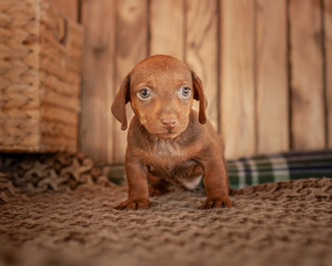 Puppy dachshund of brown color stands on a coverlet with a pattern next to a wicker basket against a wooden wall