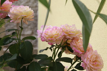 herbstblüte rosen