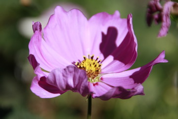 Obraz premium rosa sommerblüher