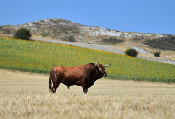 toro 