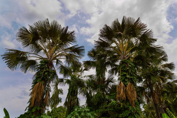 Fototapeta na wymiar Corypha, Asian Palm Tree, Buri fruits, 