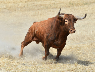 toro