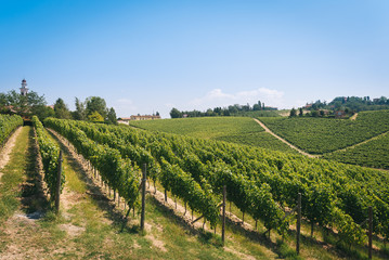 Fototapeta na wymiar Rows of vineyards in the countryside