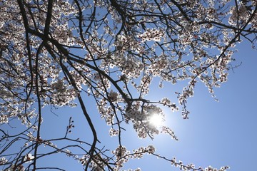 White Cherry Blossom Tree with Sunlight