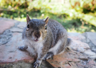 Cute grey squirrel on a rock