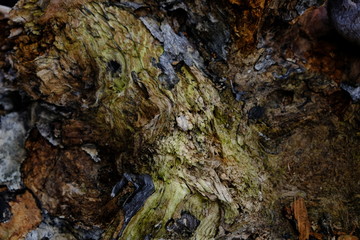 old wood