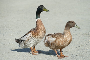 Cute duck couple at the lakeshore