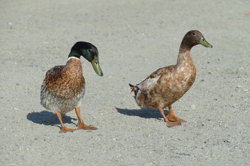 Cute duck couple at the lakeshore