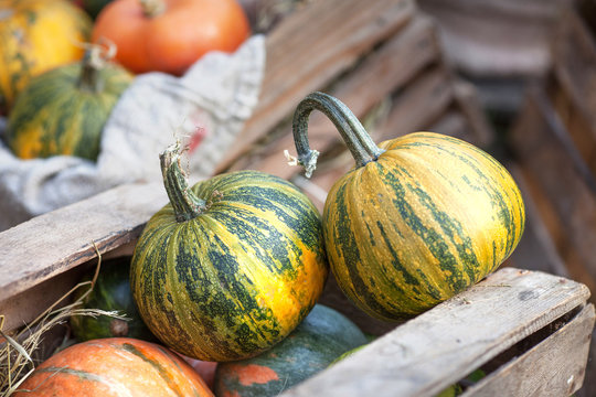 The multi-colored pumpkins lying on straw with a wooden box in a background. Autumn time. Thanksgiving day.