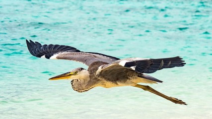 Heron flying over the beach in Maldives.