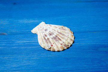Jakobsmuschel oder Große Pilgermuschel (Pecten maximus)