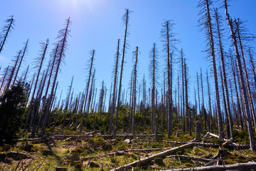 forest with dead trees, Harz, Germany