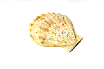 Jakobsmuschel oder Große Pilgermuschel (Pecten maximus)