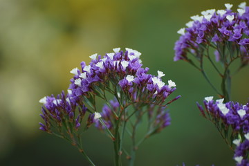 purple flower background