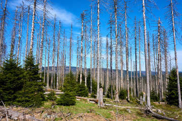 view over hills with a dead trees in the foreground