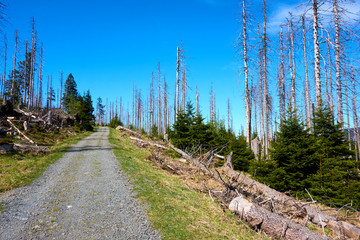 road through a forest with dead trees with a blue sky in the background