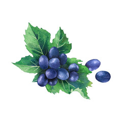 Watercolor bunch of blue grapes decorated with leaves