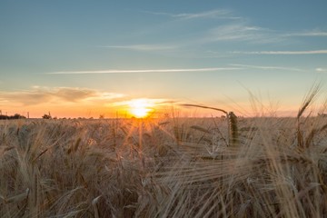 Sun Shining over Golden Barley / Wheat Field